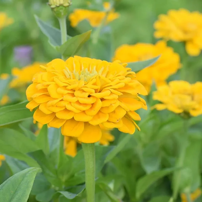 Zesty Citrus Zinnia Seed Mix - Image 4