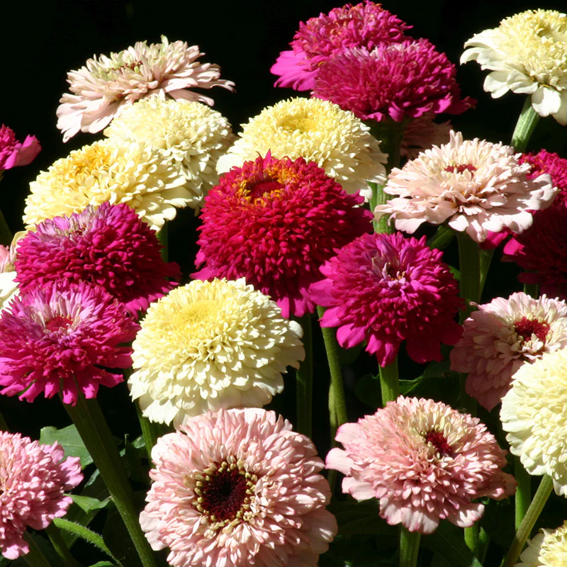 Rustic Vintage Zinnia Seed Packet Set - Image 3