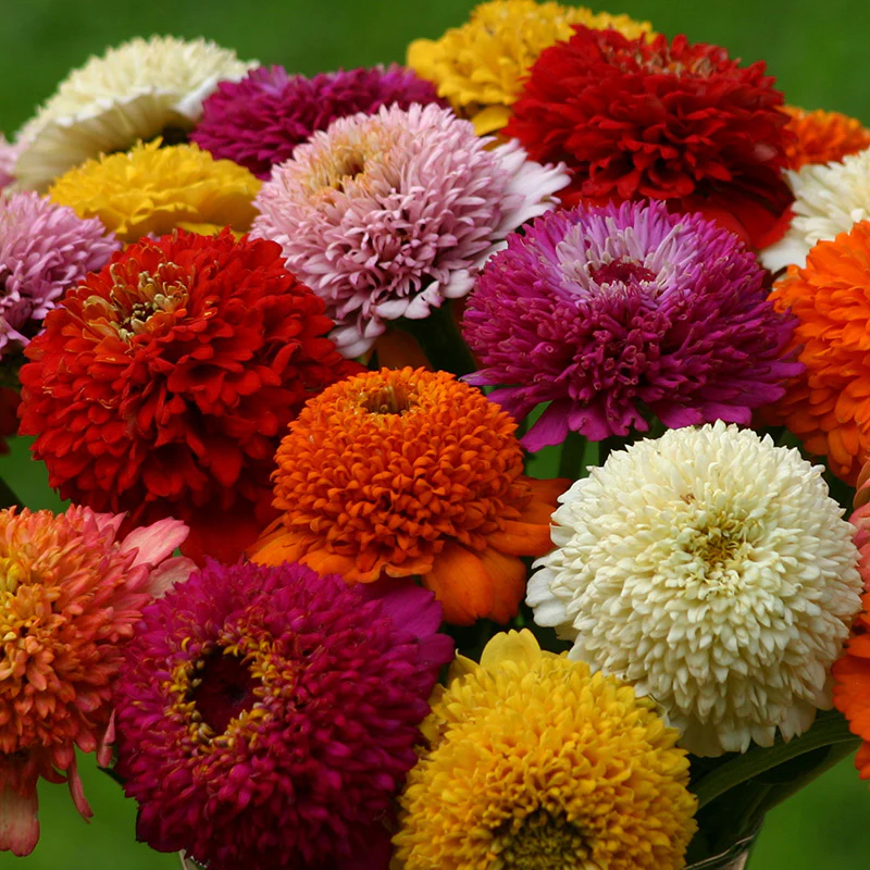 Petal Parade Zinnia Seed Packet Set - Image 6
