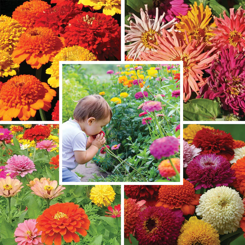 Petal Parade Zinnia Seed Packet Set