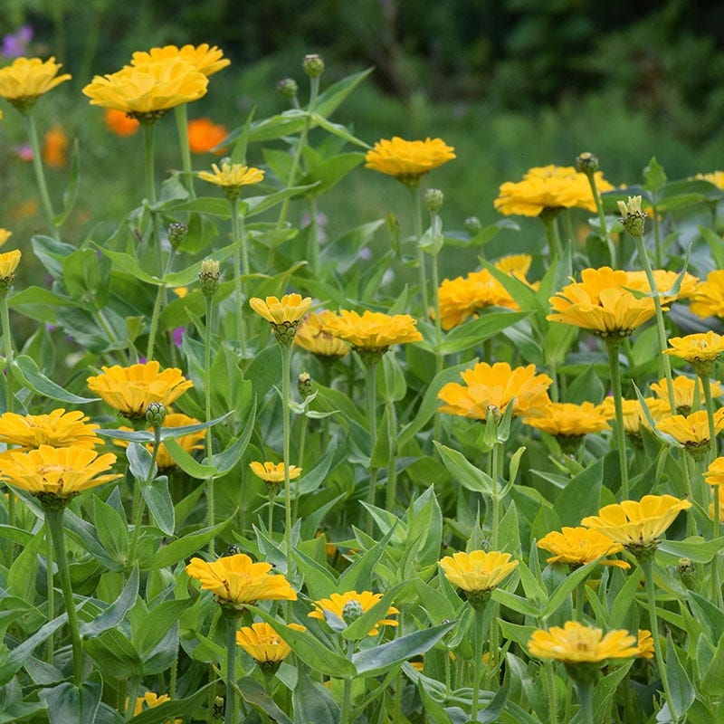 Canary Bird Zinnia Seeds - Image 3