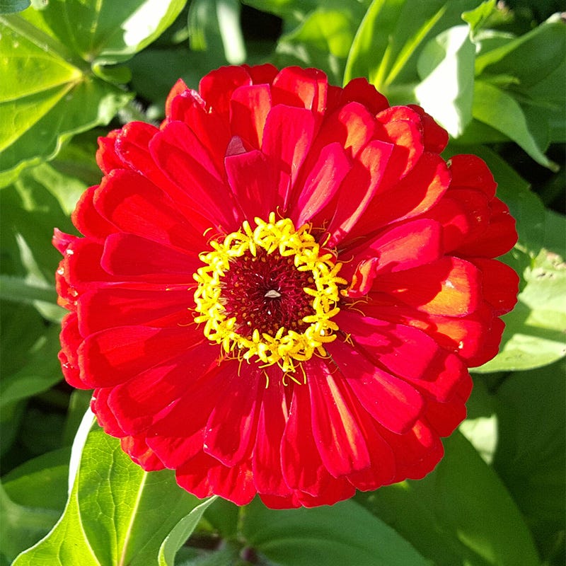 Cherry Queen Zinnia Seeds - Image 2