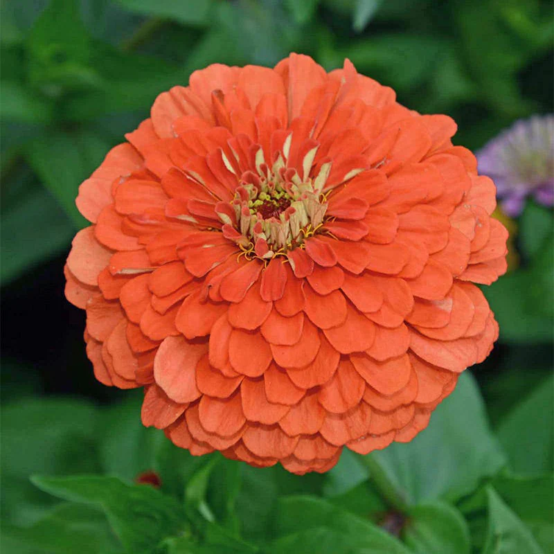 Coral Zinnia Seeds