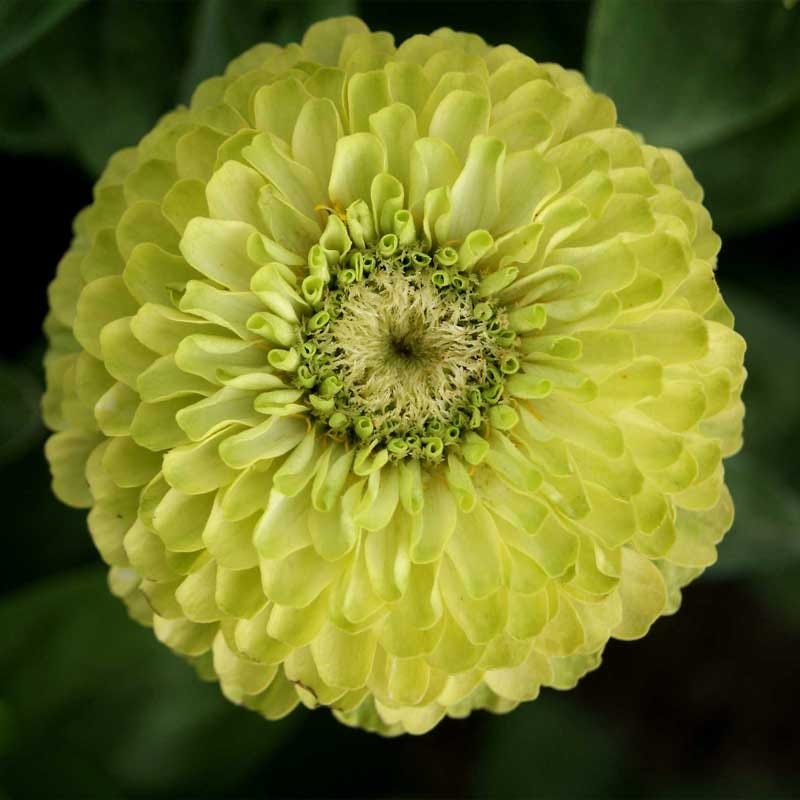 Envy Zinnia Seeds