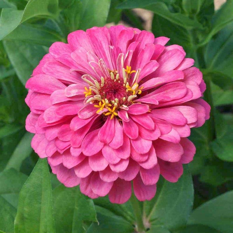Luminosa Zinnia Seeds