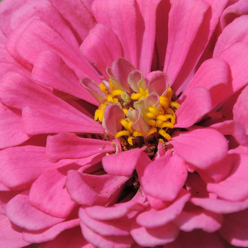Luminosa Zinnia Seeds - Image 2