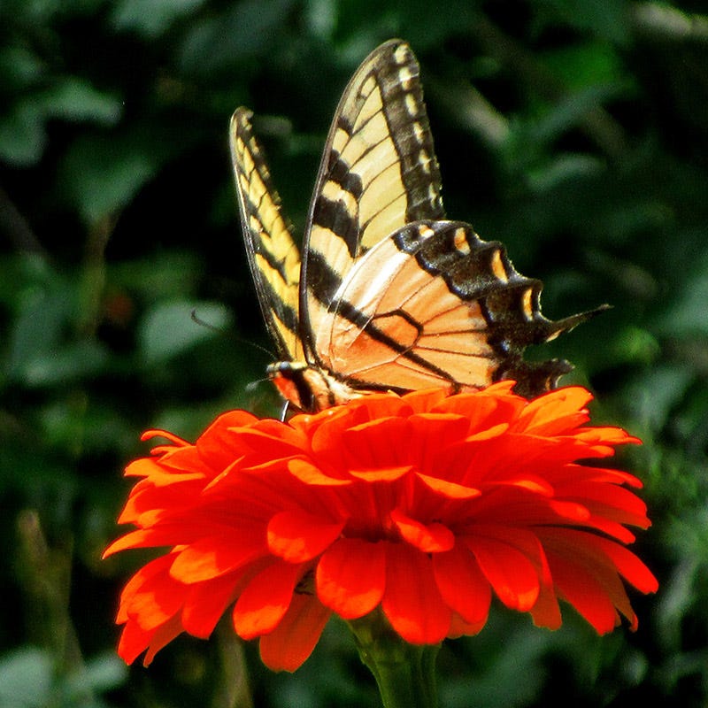 Orange King Zinnia Seeds - Image 2