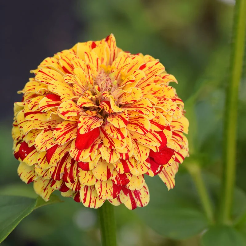 Peppermint Stick Zinnia Seeds - Image 2
