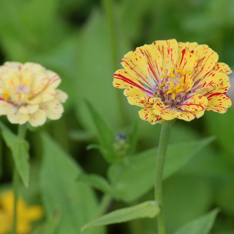 Peppermint Stick Zinnia Seeds - Image 3