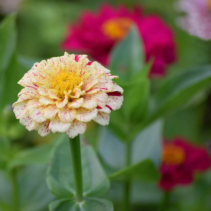 Peppermint Stick Zinnia Seeds - Image 4