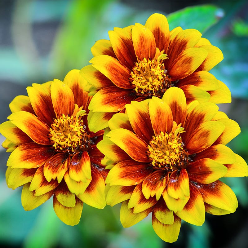 Persian Carpet Mexican Zinnia Seeds - Image 2