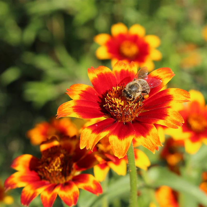 Persian Carpet Mexican Zinnia Seeds - Image 3