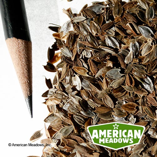Persian Carpet Mexican Zinnia Seeds - Image 4