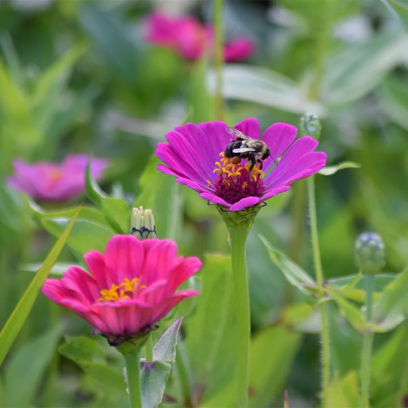 Purple Prince Zinnia Seeds - Image 4