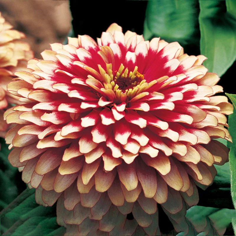 Swizzle™ Cherry & Ivory Zinnia Seeds