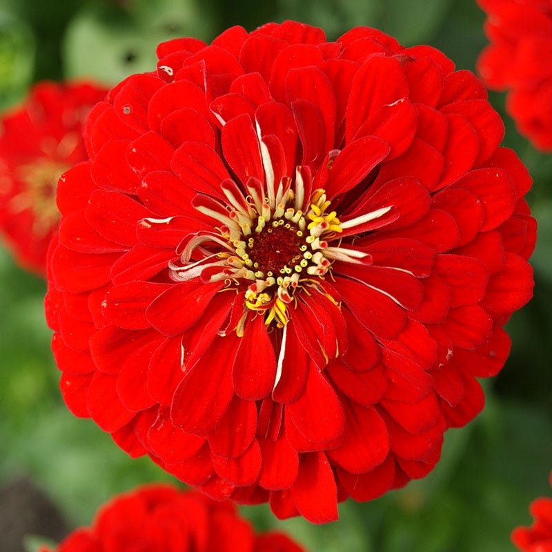 Will Rogers Zinnia Seeds