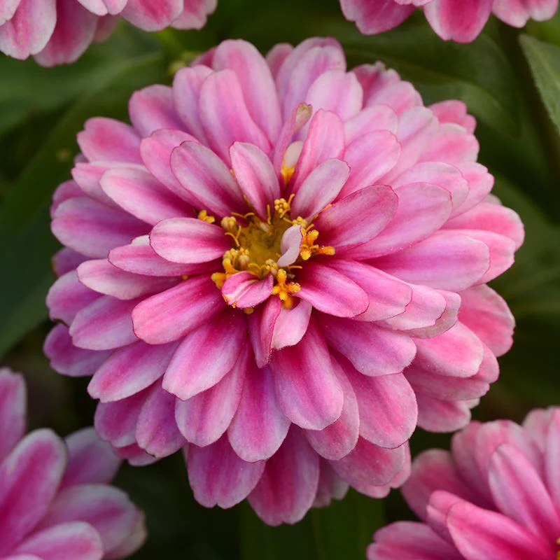 Rustic Vintage Zinnia Seed Packet Set - Image 5