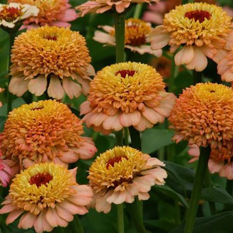 Rustic Vintage Zinnia Seed Packet Set - Image 4